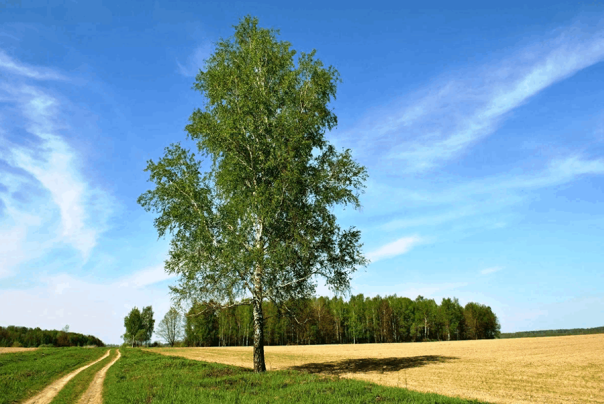 Картинка березы