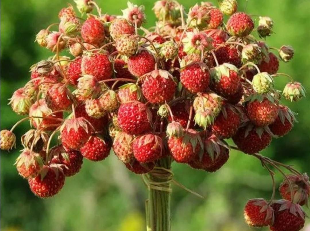 Полуница
