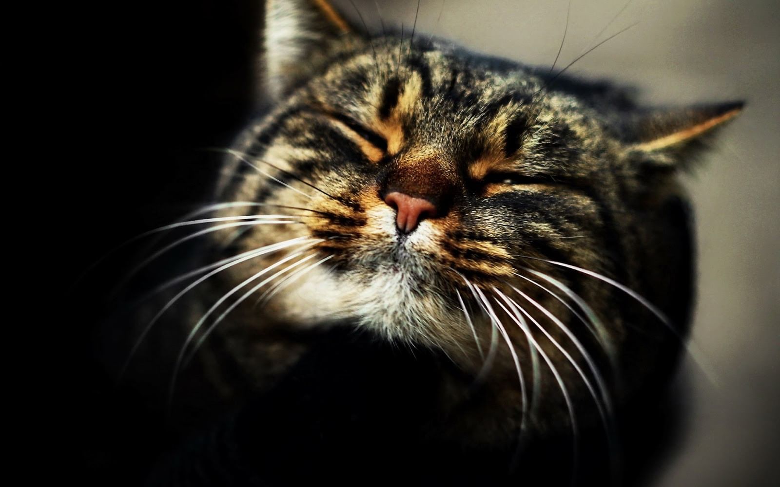 С днем кошек