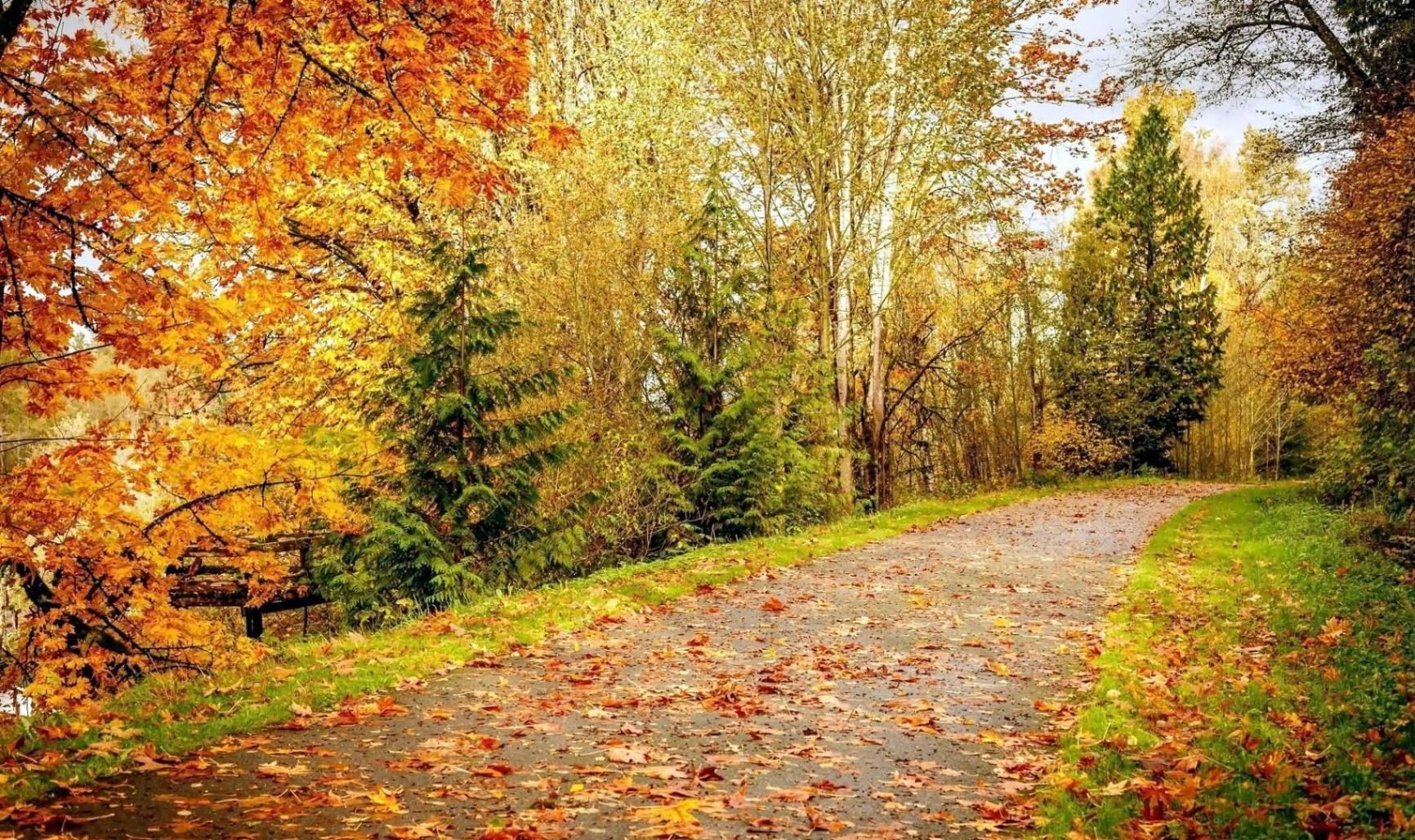 Картинки осеннего леса