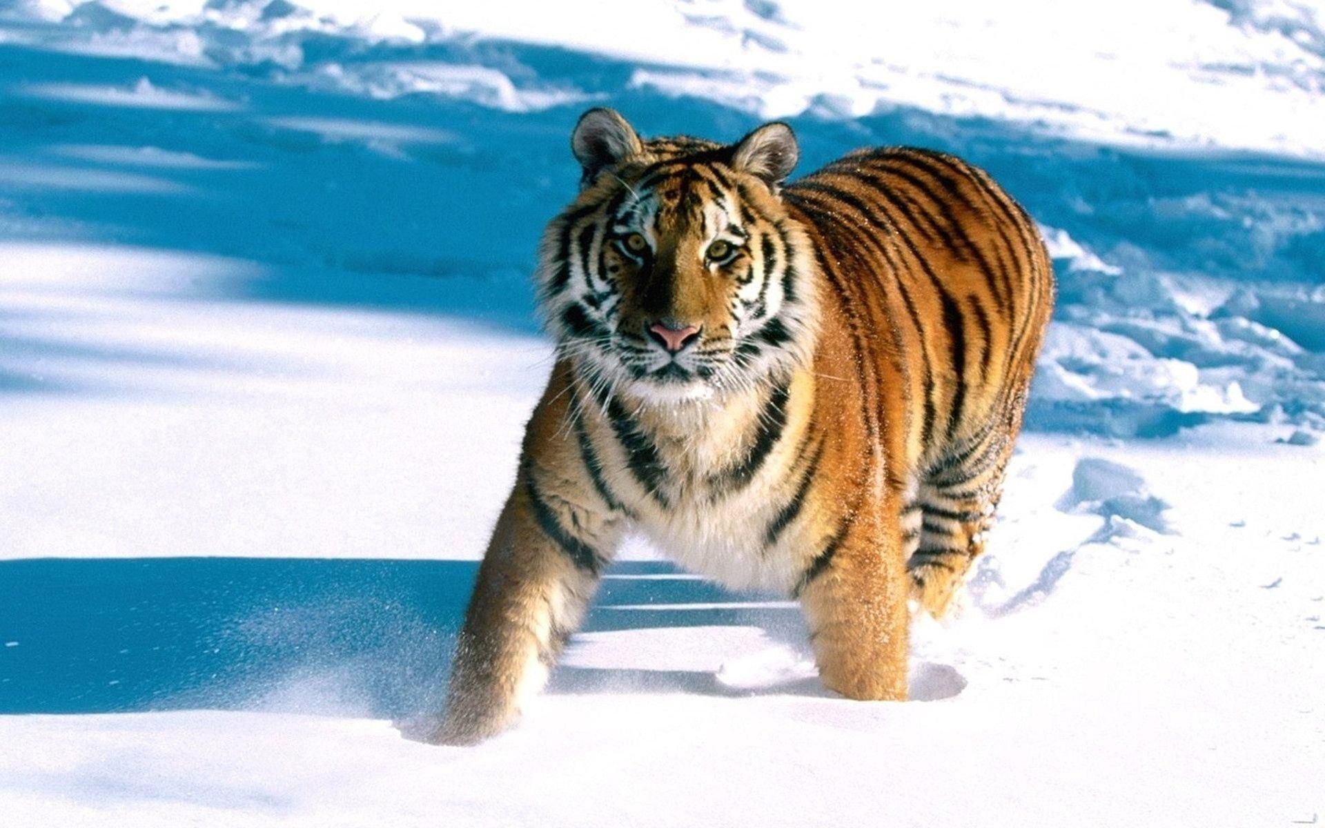 Снежный тигр