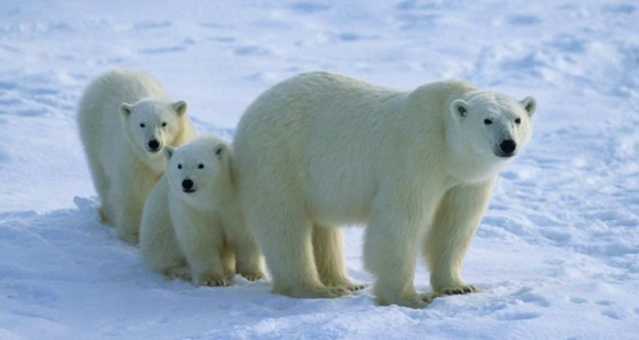 Поздравления с днем белым медведем. День белого полярного медведя 27 февраля. Международный день полярного медведя. Международный день полярного медведя (день белого медведя). 27 Февраля Международный день полярного медведя.
