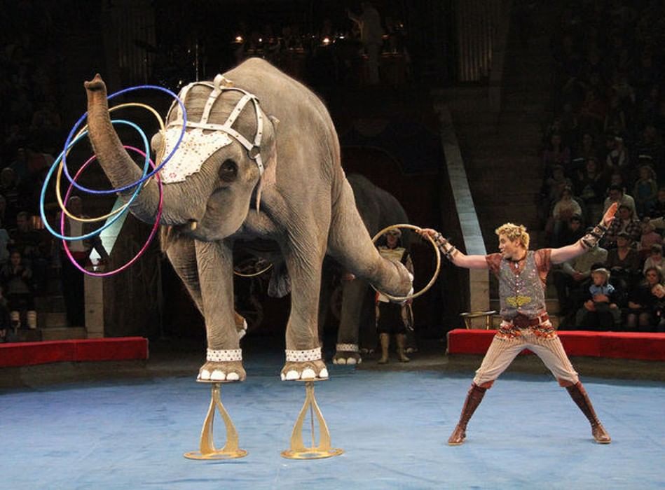 Сайт ижевского цирка