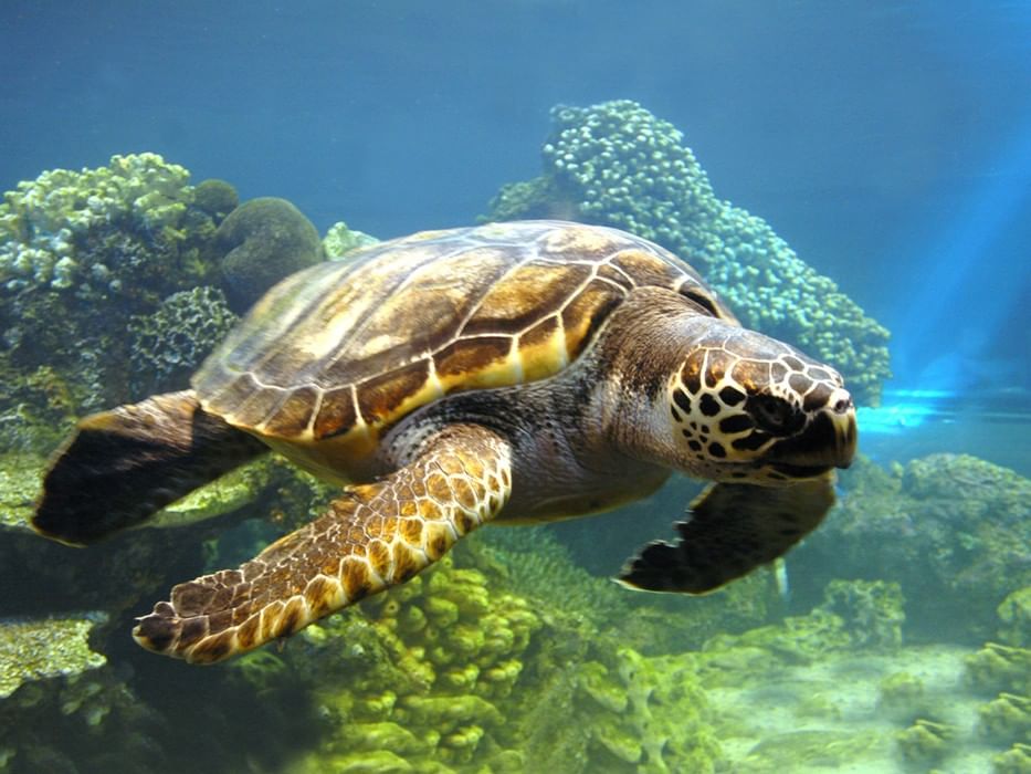 turtle wallpaper for computer ololoshenka Картинки