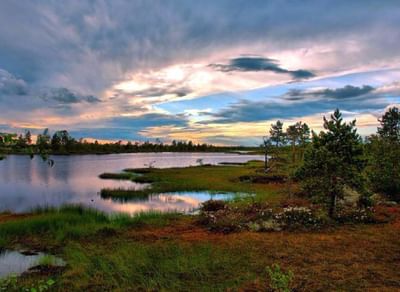 Васюганские болота