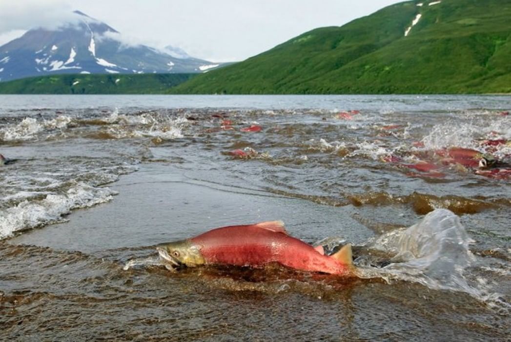 Охотское море Петропавловск Камчатский