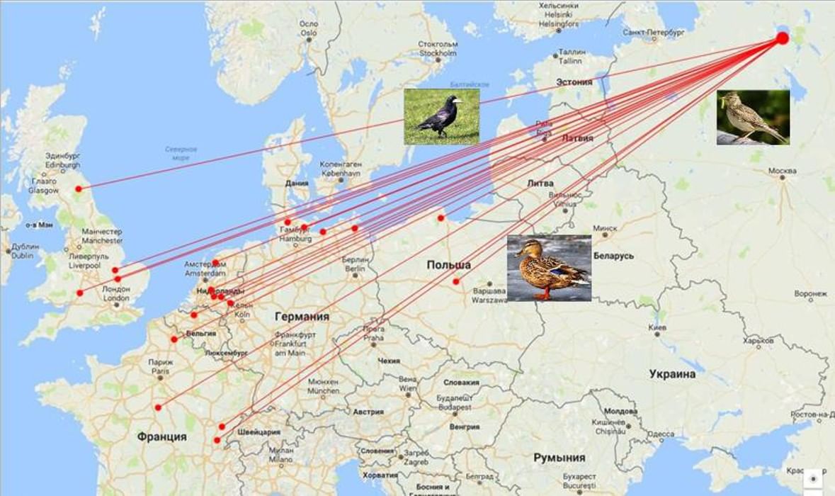 Карта перелета гусей весной по россии