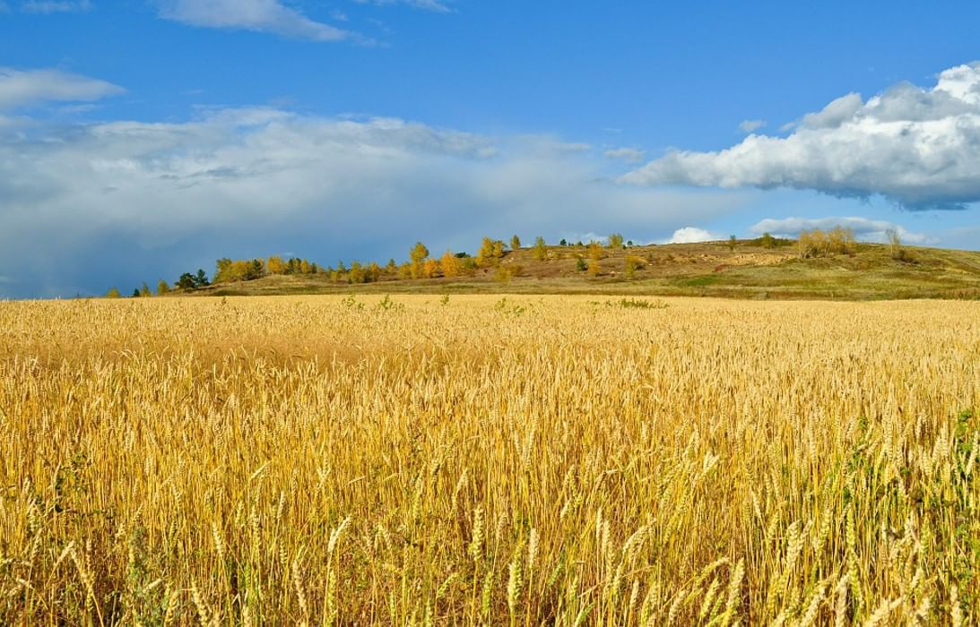 Пшеничные поля фотографии