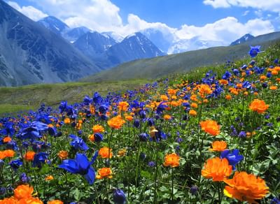 Золотые горы Алтая