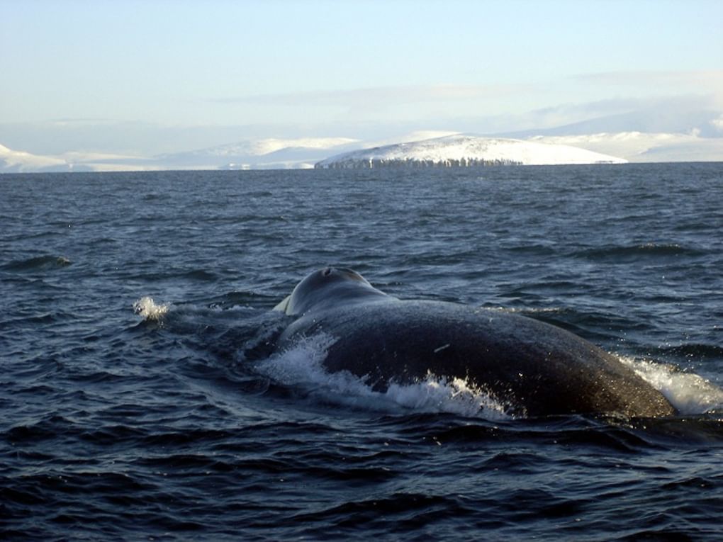Гренландский кит в проливе Сенявина. Фотография А.Апалю, Национальный парк «Берингия»