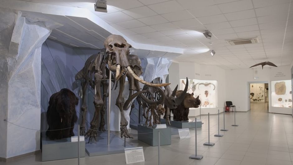 Основное изображение для статьи Музей природы г. Новосибирска