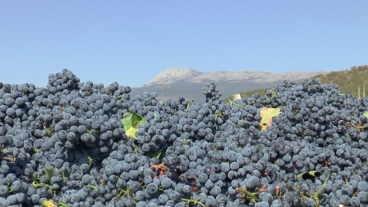 Карта село виноградное алушта