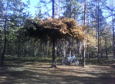 Шаман-дерево в Республике Саха (Якутия)