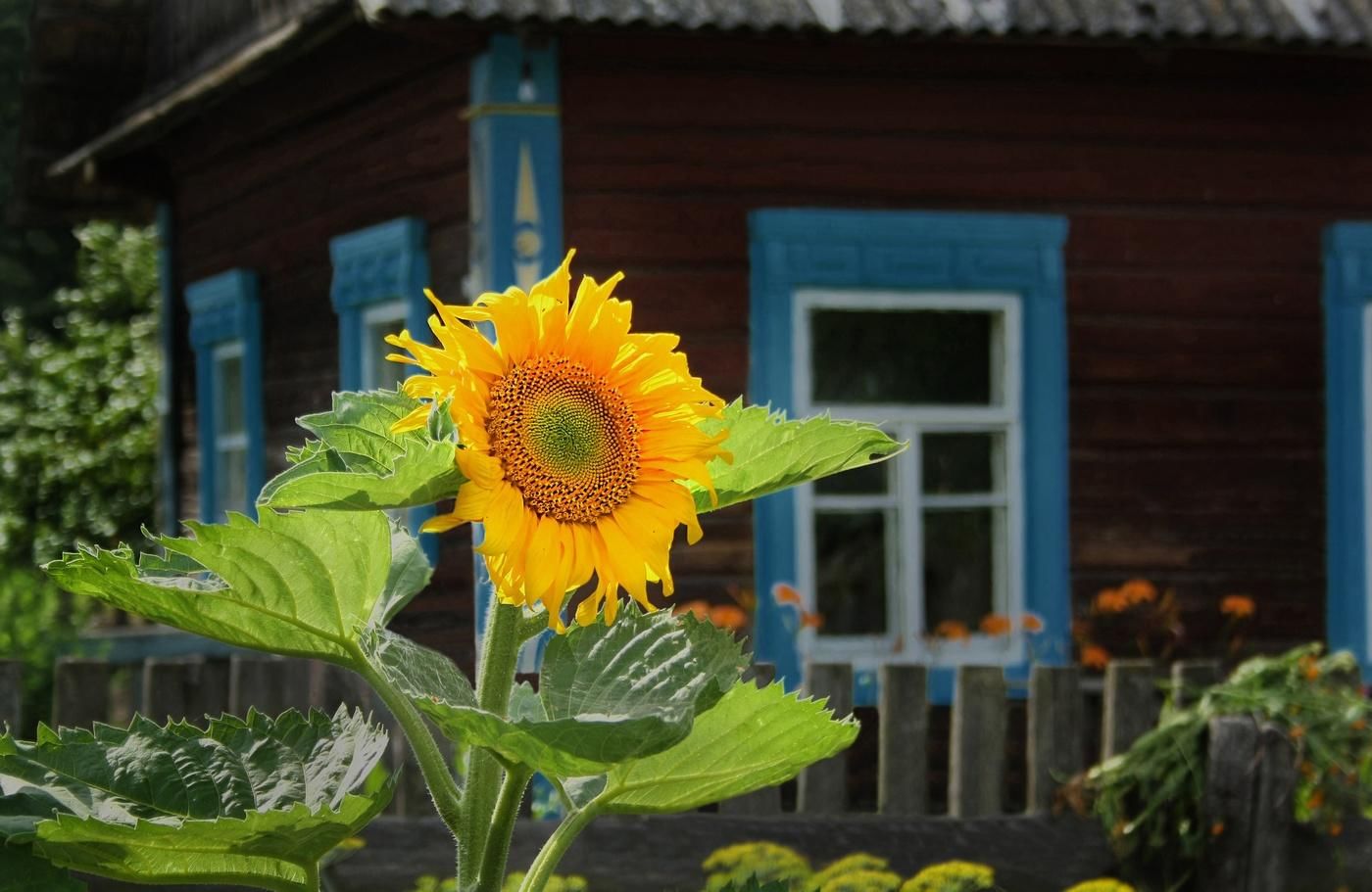 Село подсолнух. Подсолнухи в деревне. Декоративный подсолнух. Дом в деревне Подсолнухи. Деревенский дом с подсолнухами.