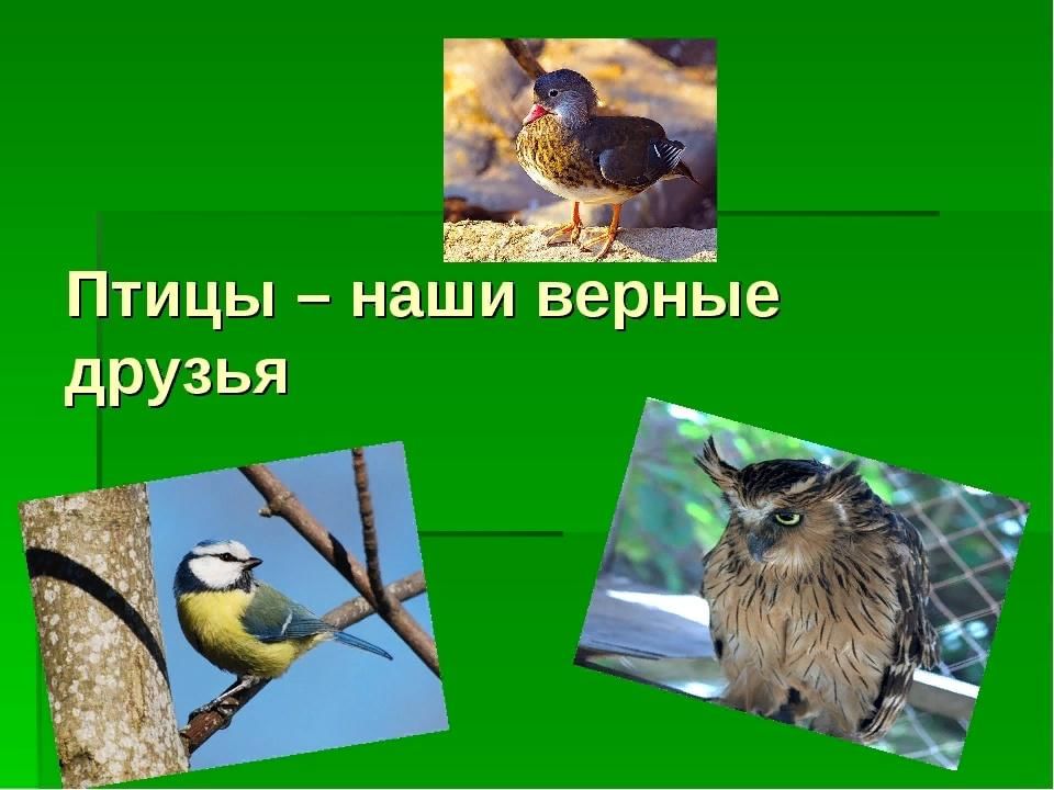 Певчие птицы наши верные друзья. Птицы наши верные друзья. Птицы наши верные друзя. Птицы наши верные друзья и помощники в России живут. Рассказ птицы наши друзья.