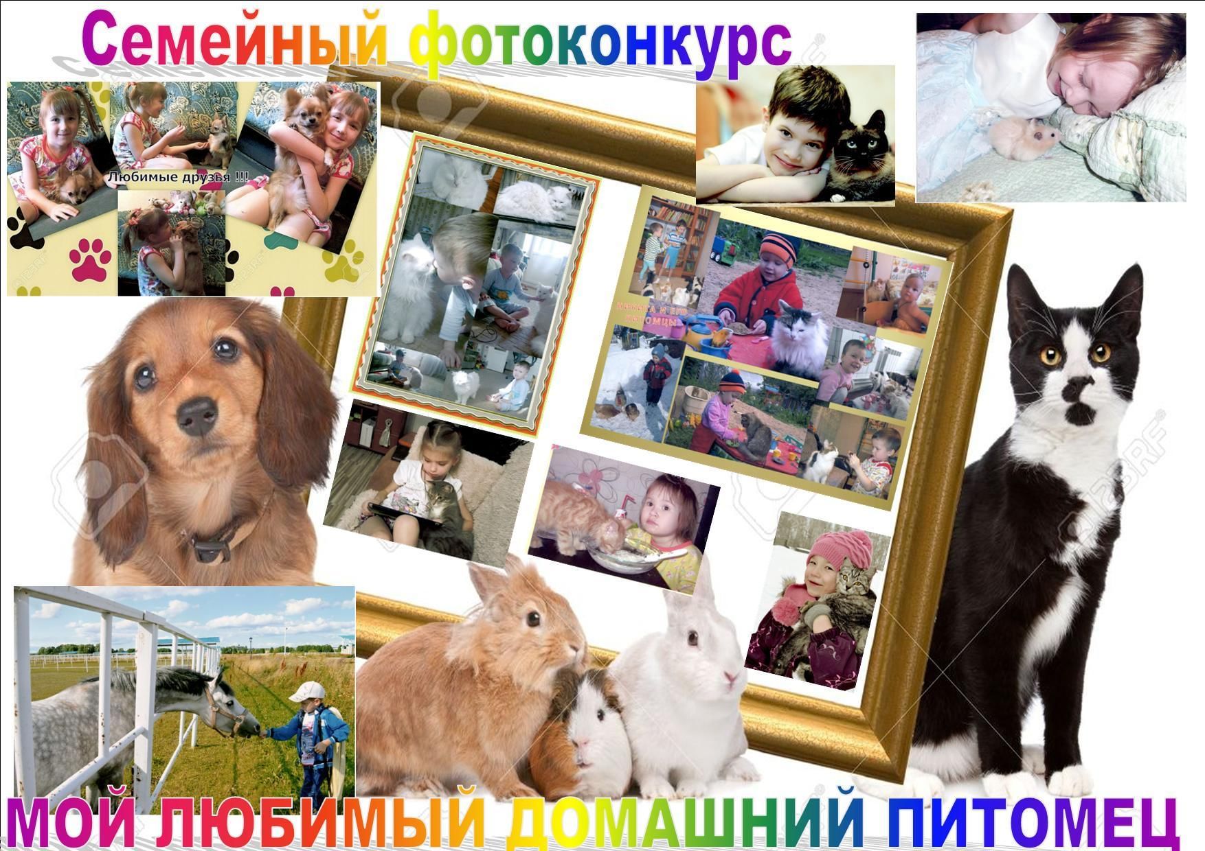 Картинки мои домашние животные