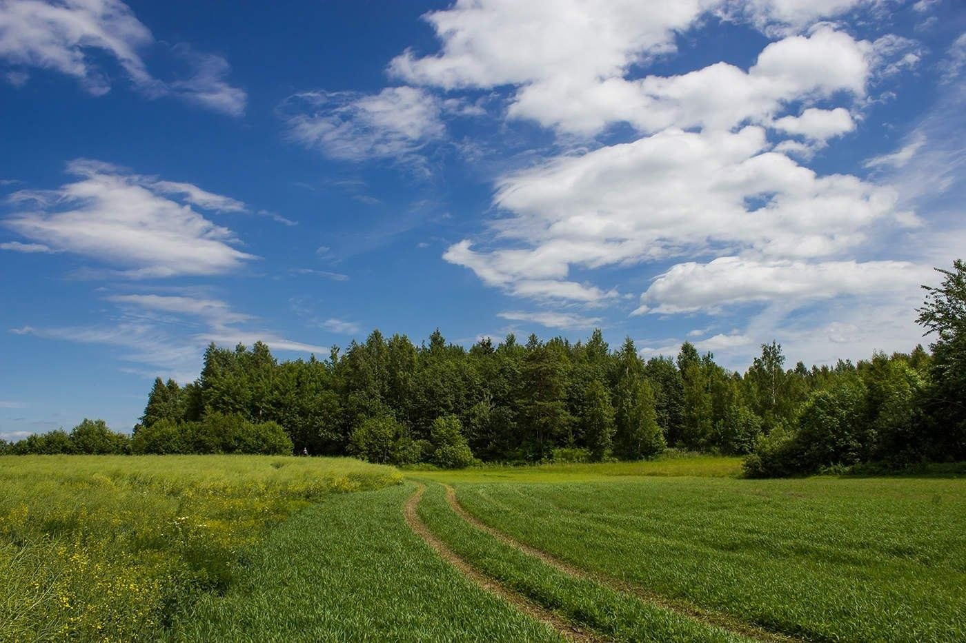 Картинки поле лес