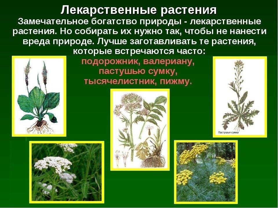 Лекарственные травы татарстана с картинками и названиями
