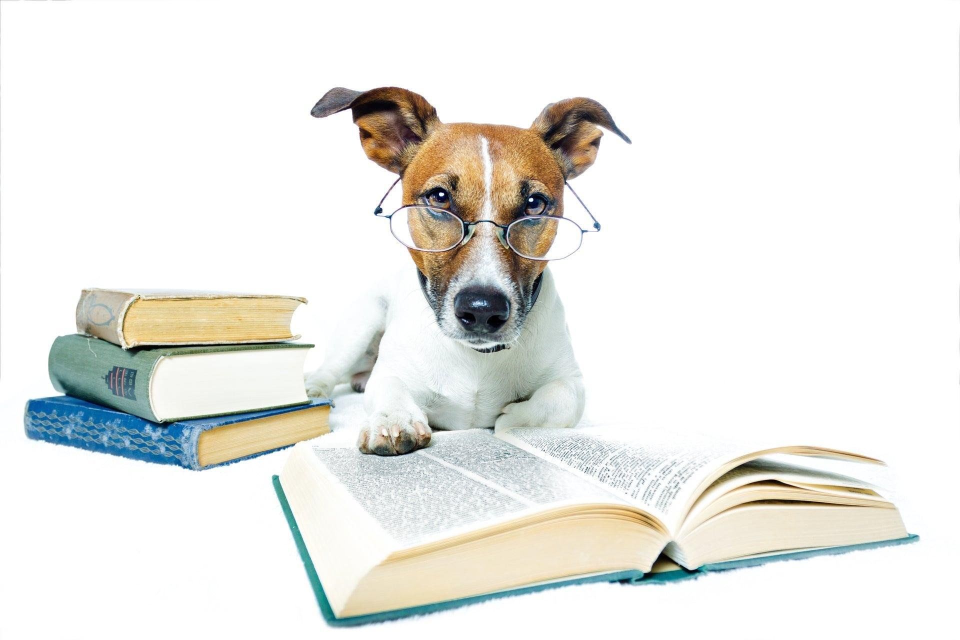 Представление ученых зверей. Собака ученый. Книги про собак. Собака с книжкой. Умная собака в очках.