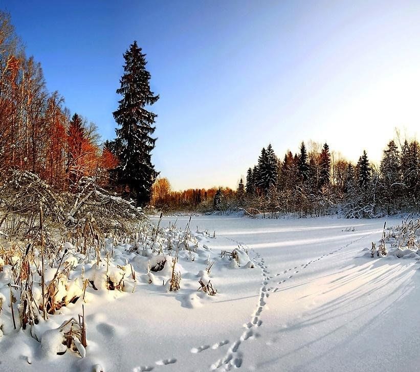 Заснеженная Поляна в лесу