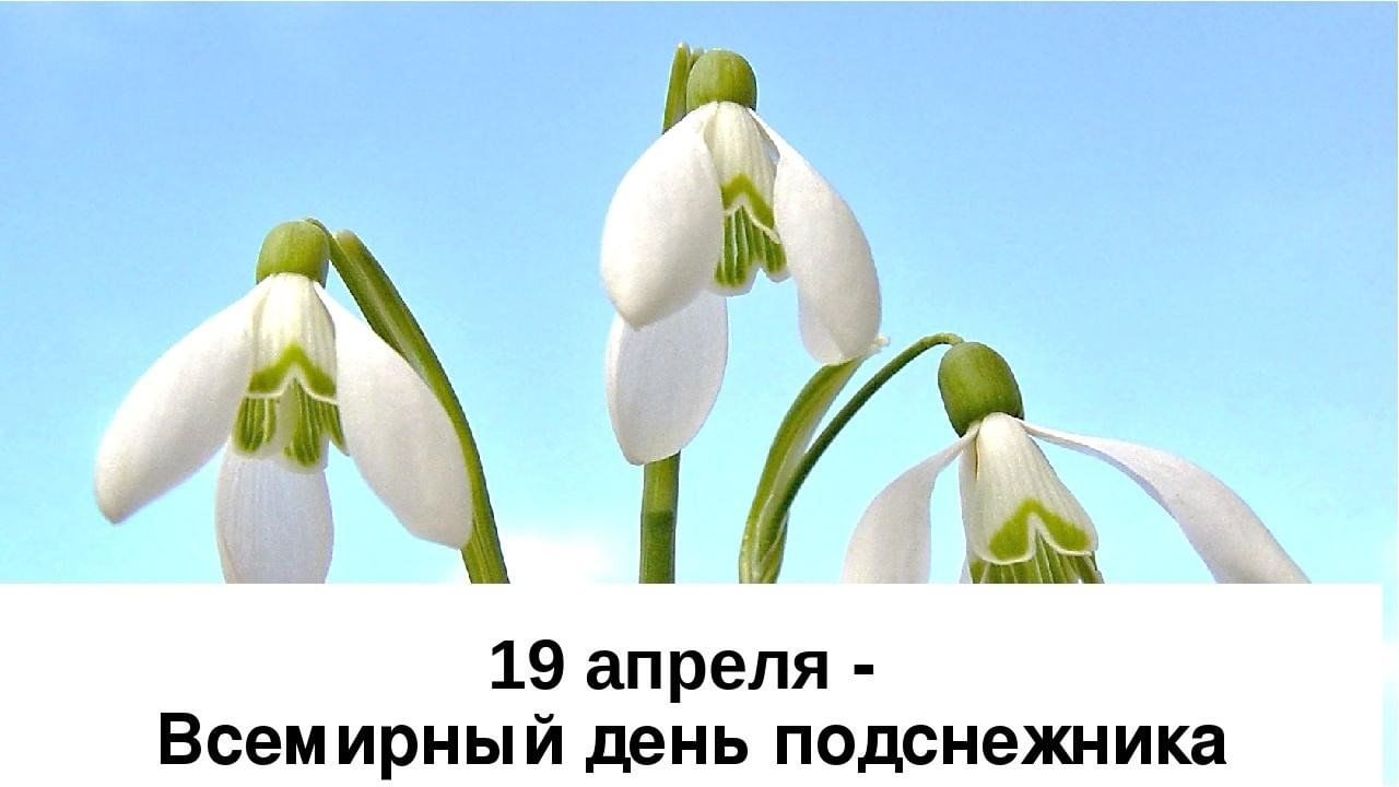 День подснежника» конкурс рисунков 2024, Тукаевский район — дата и место  проведения, программа мероприятия.