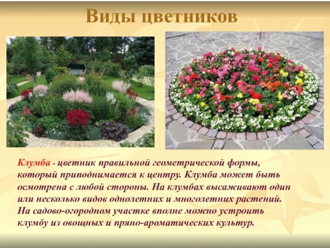 Урок растения города декоративное цветоводство. Рабатка Тунберга однолетник. Формы цветочных клумб. Проекты цветочных клумб. Типы цветников.