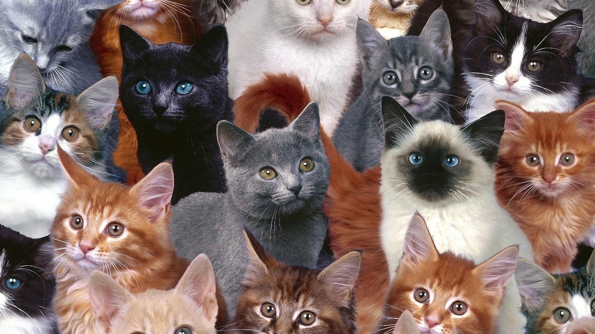 Много кисы. Разные кошки. Много кошек. Много котиков. Много породистых кошек.