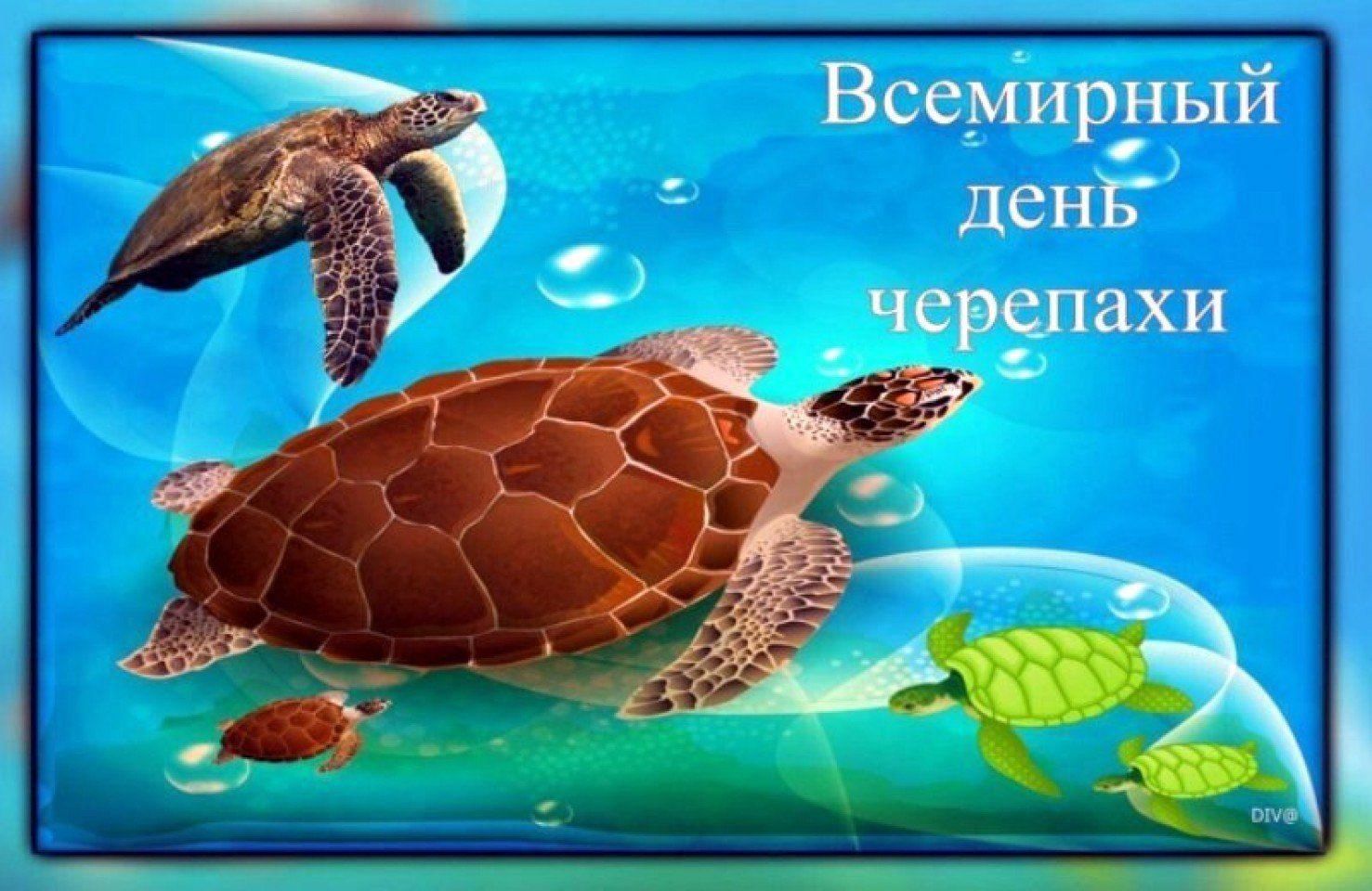 Презентация день черепахи