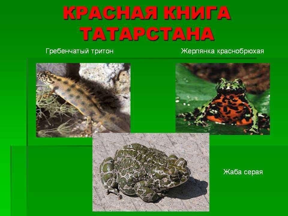 Животные красной книги татарстана фото