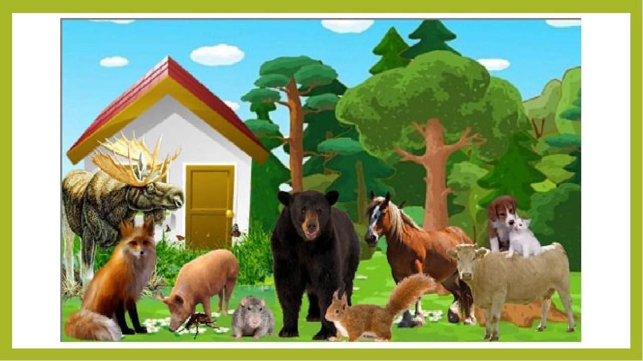 Дикие домашние животные видео. Дикие и домашние животные. Домашние и Дикие животные для детей. Домики лесных животных. Лес дом для животных.