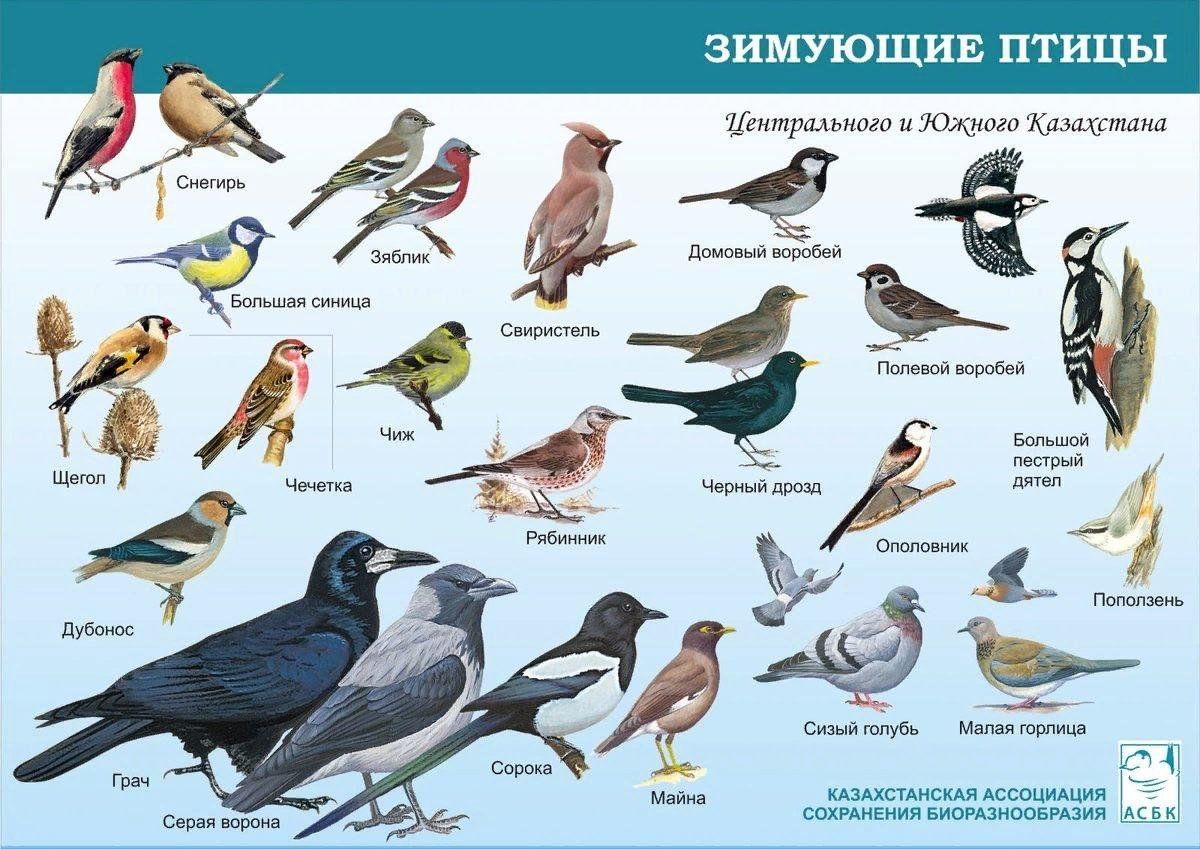 Какие птицы обитают в краснодарском крае список и фото