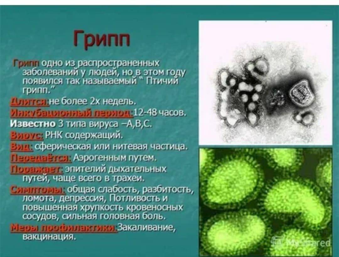 Грипп вызывают бактерии. Вирус гриппа заболевания. Бактерии вирусы болезни болезни. Заболевание которое вызывает вирус гриппа. Вирусы болезни вызываемые вирусами.