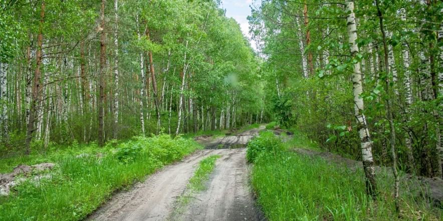 Основное изображение для события «Русский лес — край чудес!»