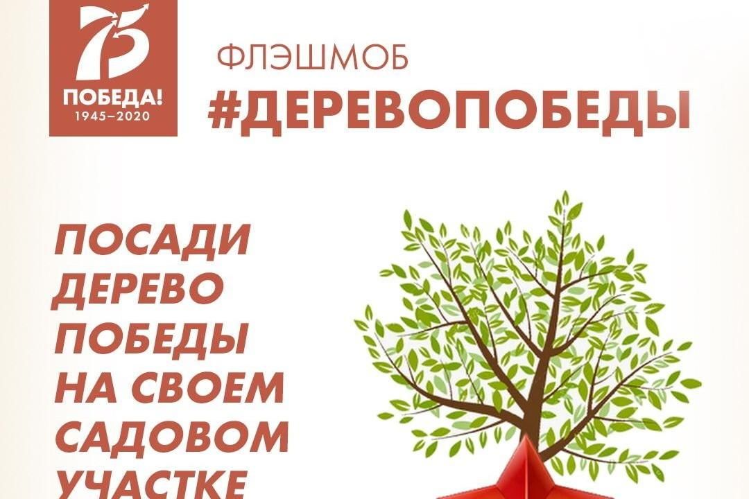 дерево победы какое. дерево победы. акция дерево победы 2020. еда под деревом. какое дерево победы.