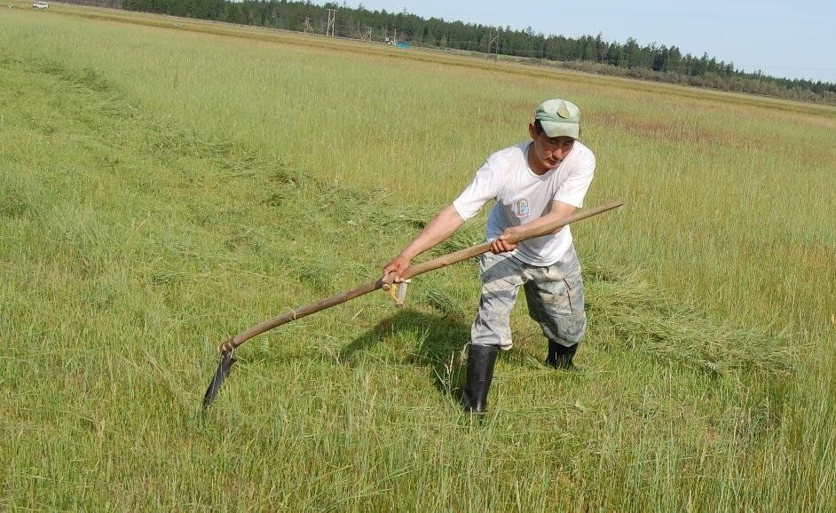 Косарь это. Коси коса пока роса. Литовка косить траву. Коса для покоса. Коса для кошения травы.