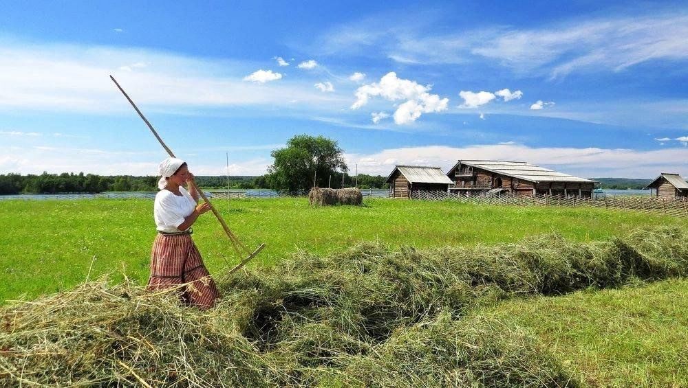 Фото сенокоса в деревне