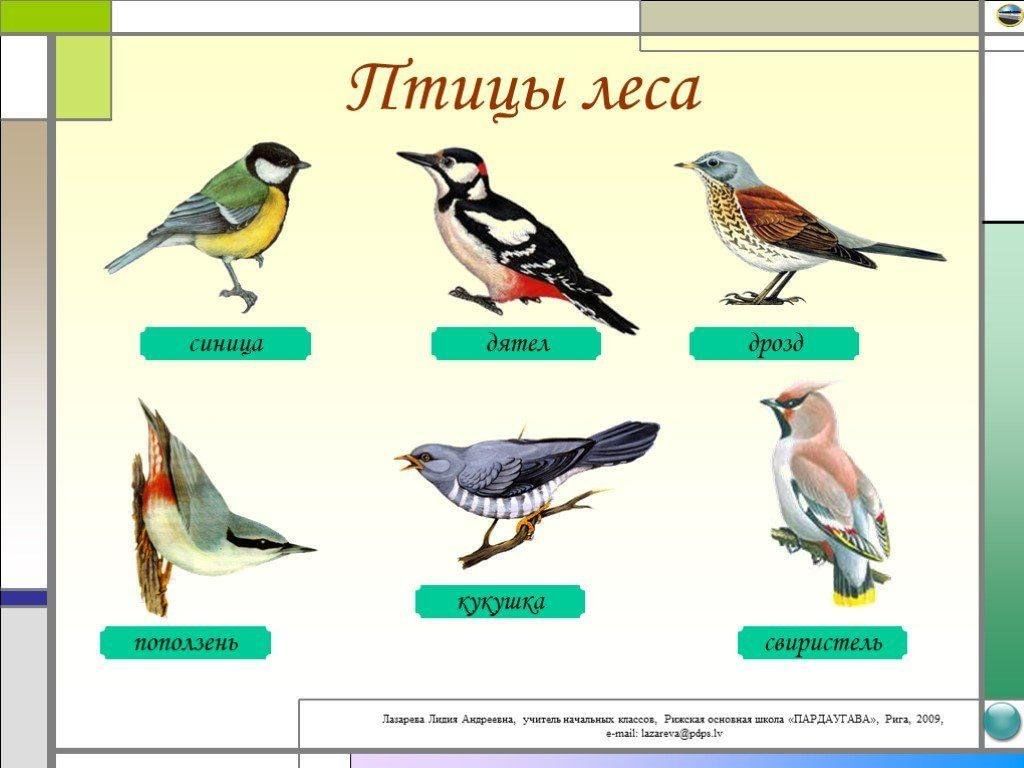 Птицы леса фото с названиями