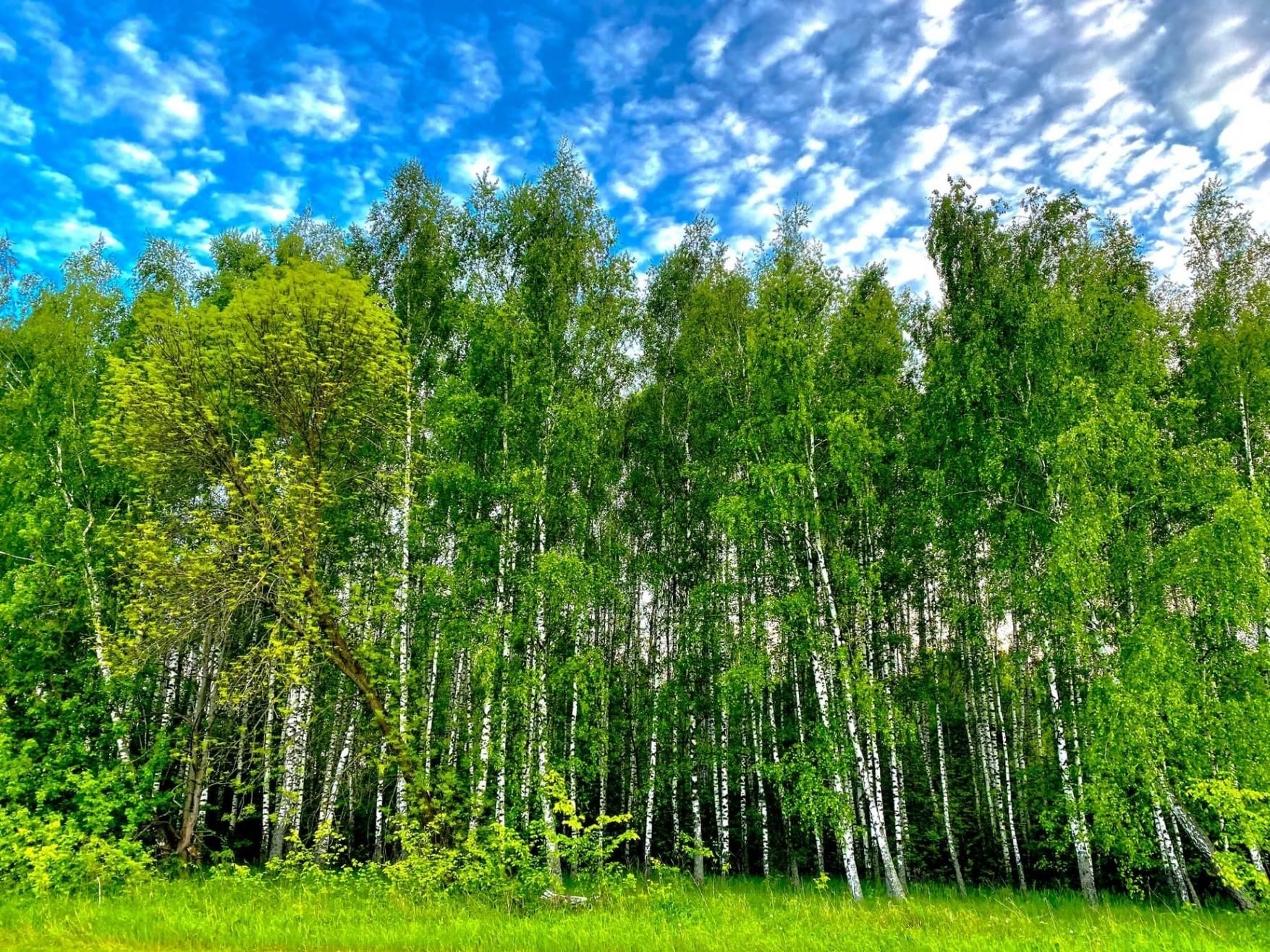 Родной край курск. Прогулка по родному краю. Родные места. Пейзажи Курской области. Фон Курский край.