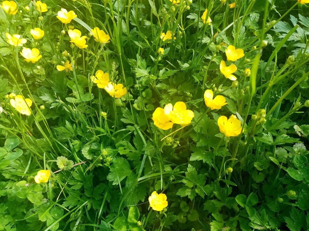 Почему Лютик на английском Buttercup