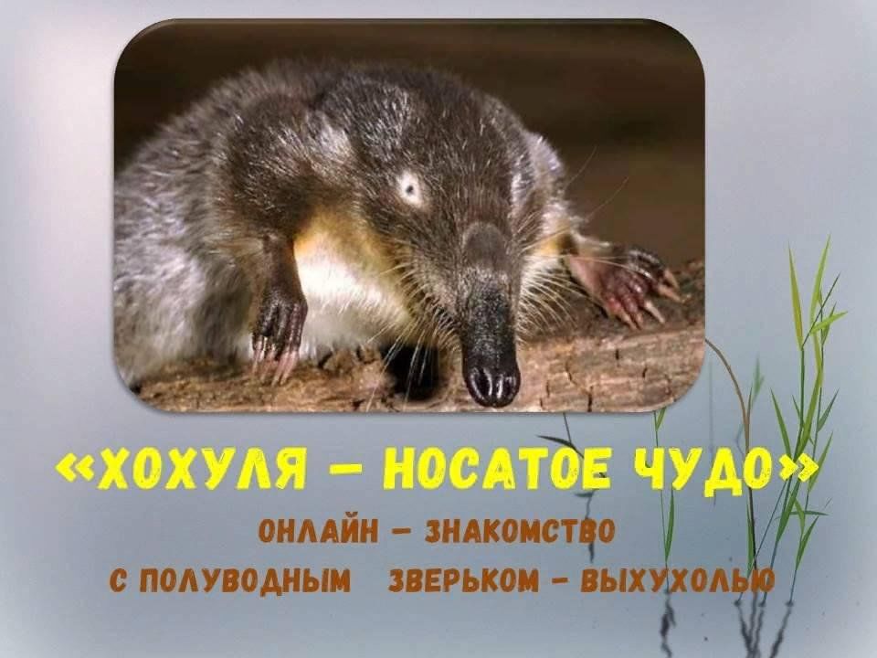 Хохуля калужская