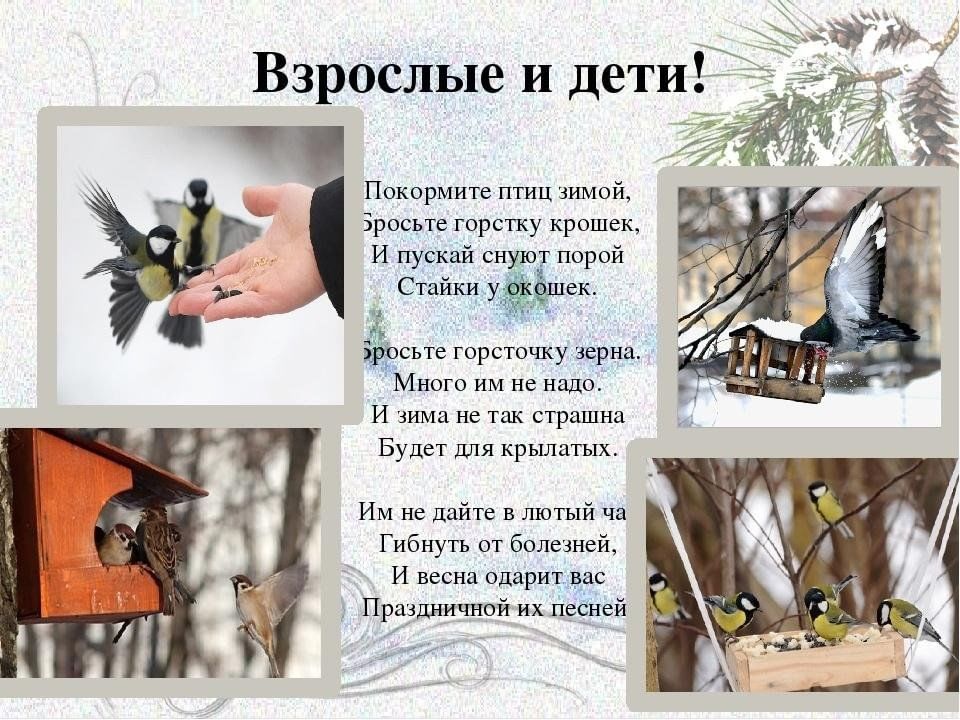 Проект по защите птиц
