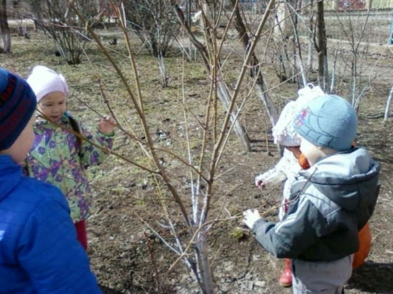 Наблюдение в саду. Наблюдение детей на прогулке. Весенняя прогулка в детском саду. Наблюдение за деревом в детском саду. Прогулка в детском саду весной.