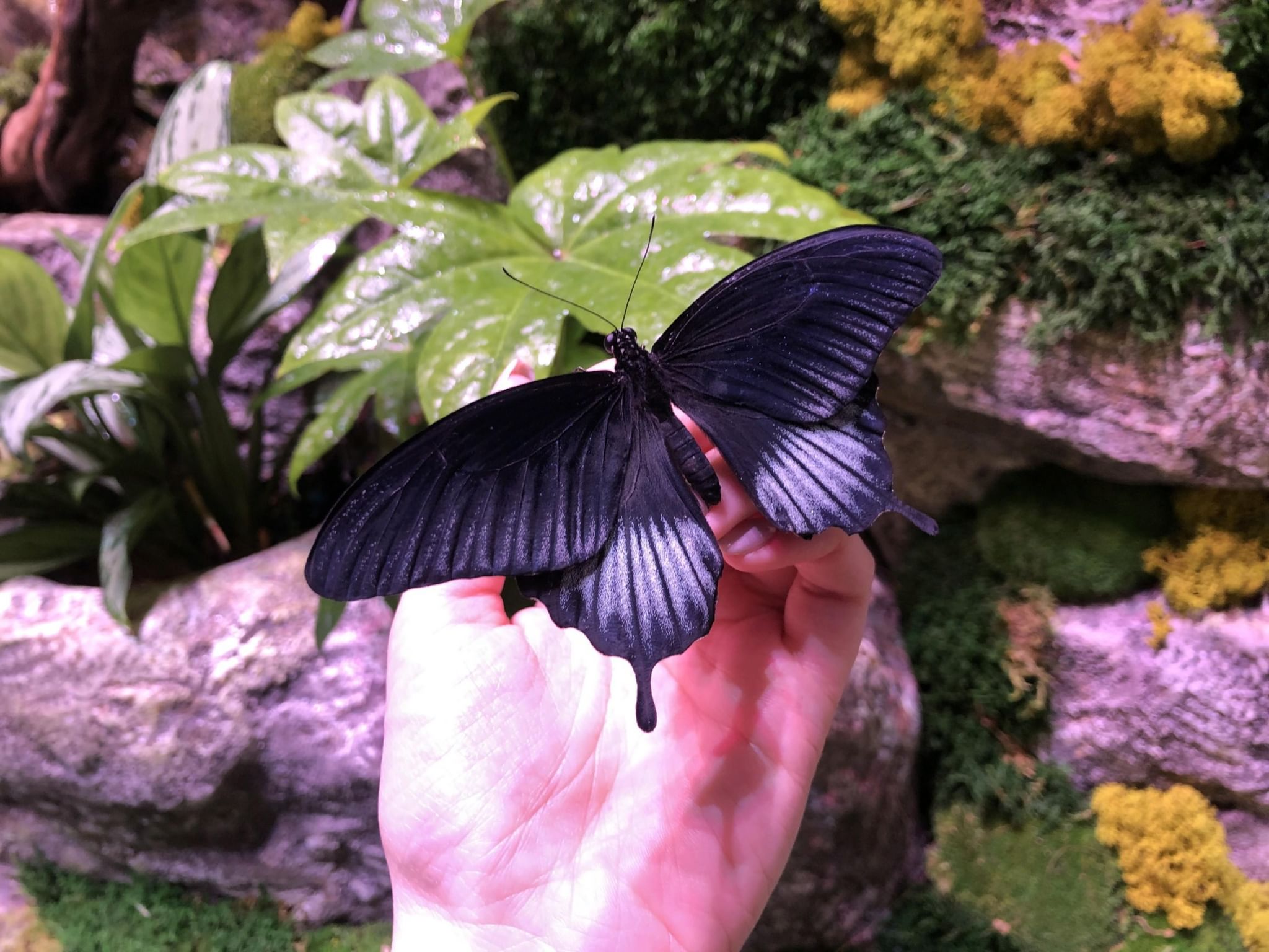 Эль рио выставка бабочек. Музей бабочек на ВДНХ. Выставка бабочек. Выставка экзотических бабочек. Выставка тропических бабочек.