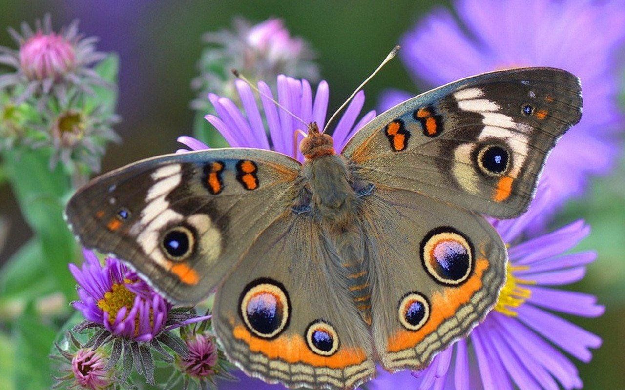 Pin by Галина Глушкова on Лето Buckeye butterfly, Butterfly photos, Beautiful bu