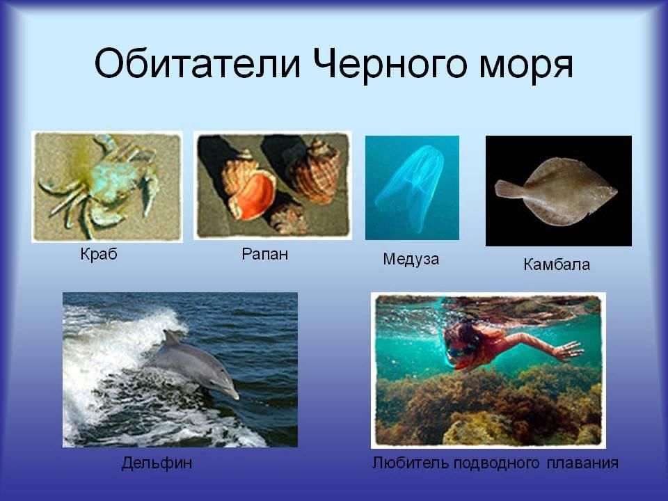 Обитатели черного моря фото с названиями и описанием