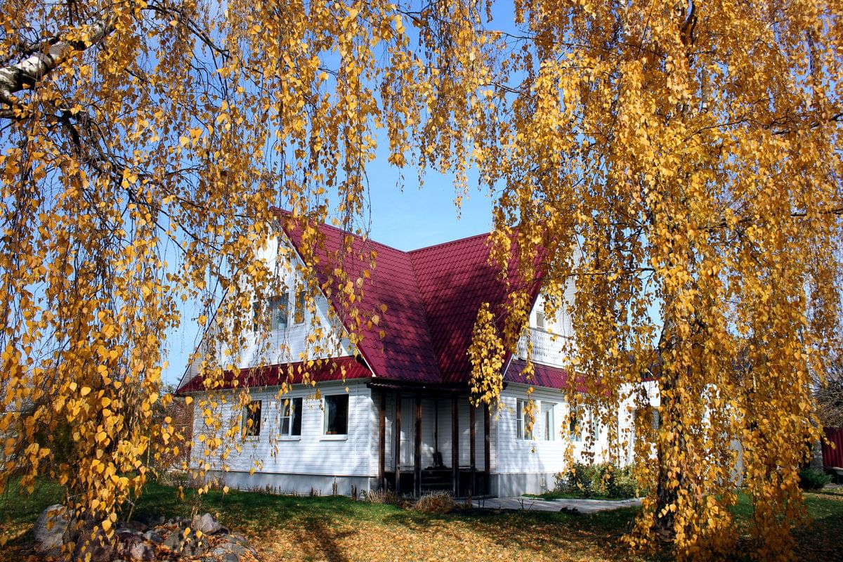 деревенский дом с березой. березки у крыльца. березки у крыльца. белая береза дом есенина. старинные деревянные дома.