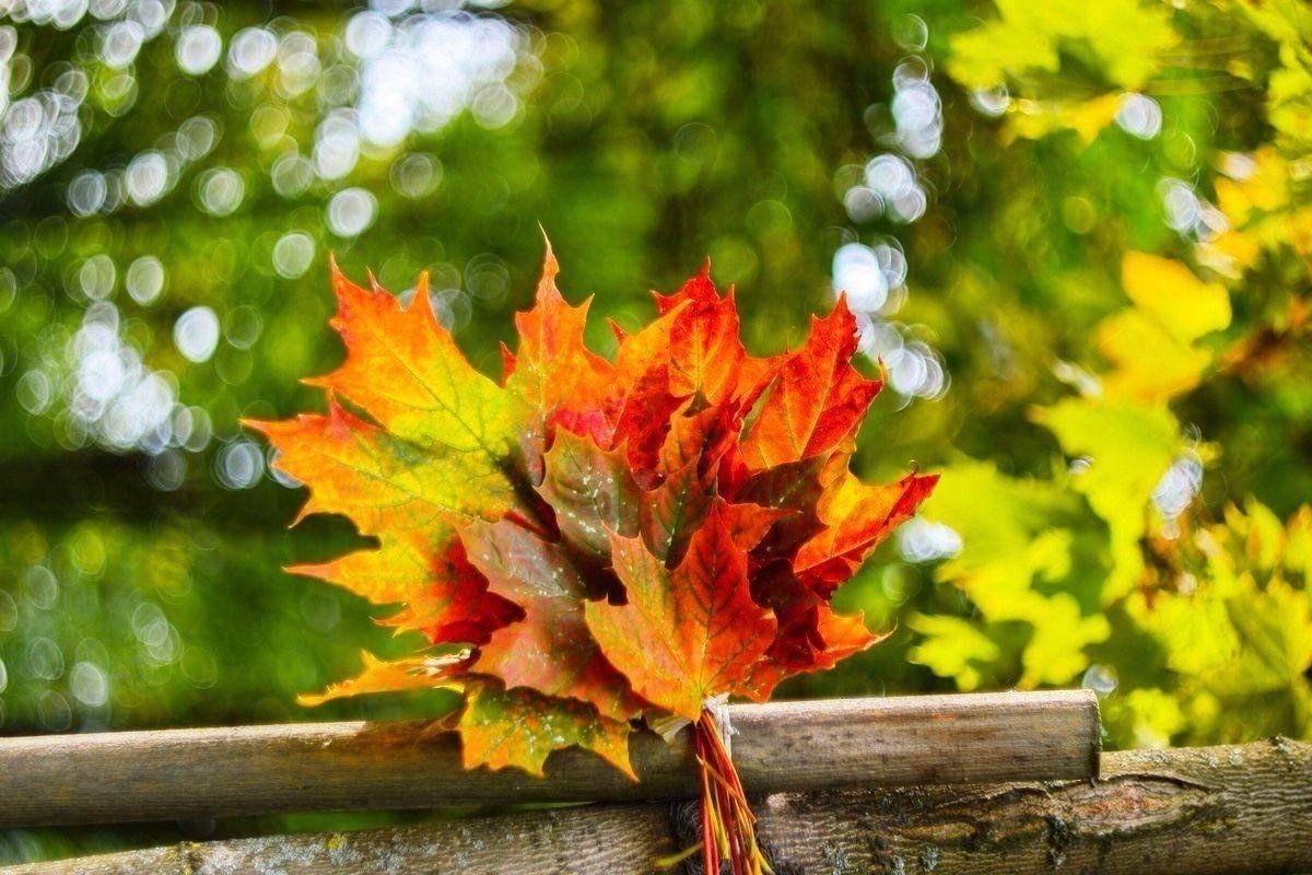 Да что говорить каждый осенний лист. Букет из осенних листьев. Осень листья. Осенняя листва. Красивая осень.