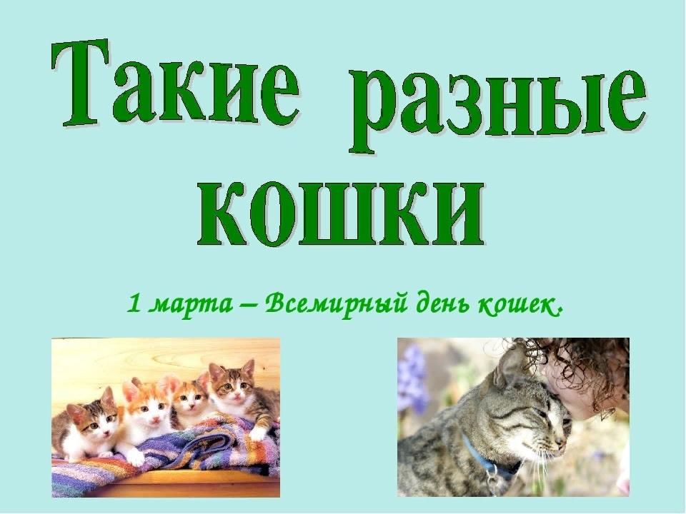 Такие разные кошки проект