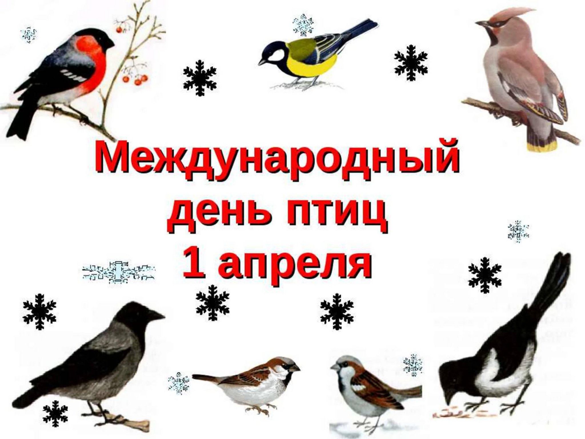 Всемирный день птиц презентация для дошкольников