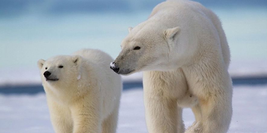 Основное изображение для события Экологический час «Царь Арктики».